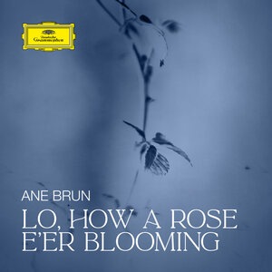 Lo, How a Rose E'er Blooming