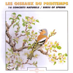 Golden Oriole