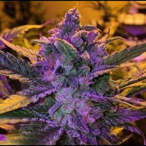 Flores de Kush