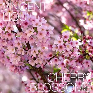 Cherry Blossoms