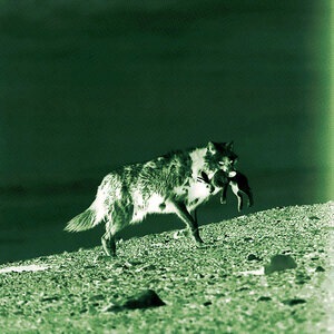 Tunguska