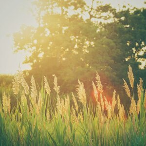 Summer Wind