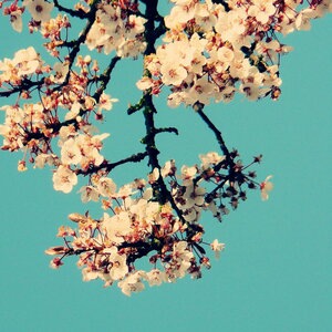 Carpe Diem
