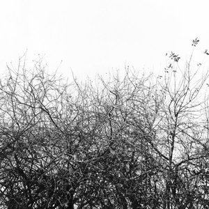 Flying Dreams