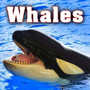 Whale Sprays Air & Water Through Blowhole