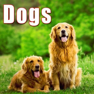 Short Panting from Medium Dog