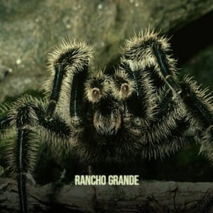 Rancho Grande