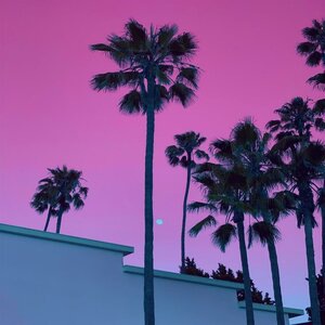 Palm Trees
