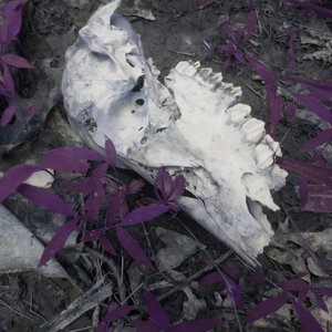 rot