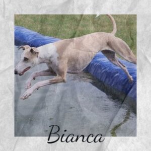 Bianca